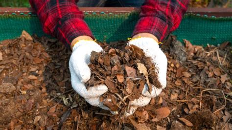 7 Ways You Can Reuse Grass Clippings After Mowing Tom S Guide