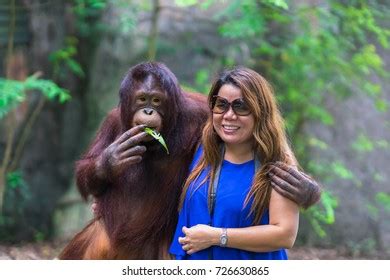 11 Orangutan human interaction Images, Stock Photos & Vectors ...