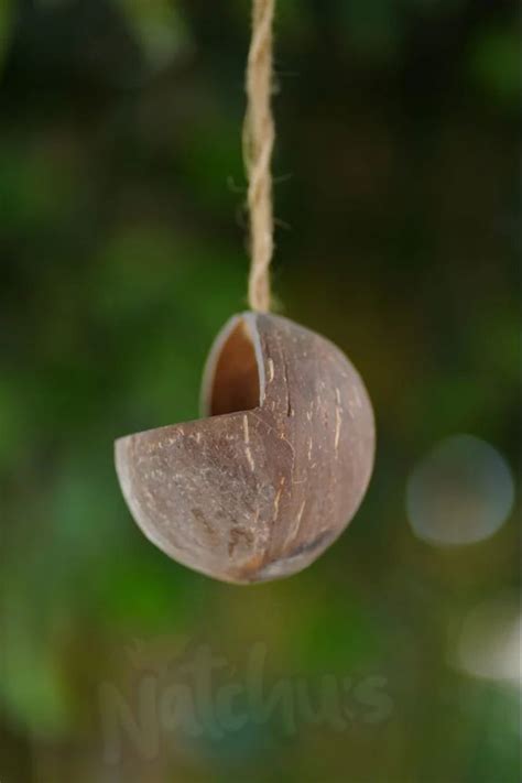 Natchus Coconut Shell Bird Feeder Capacity Ml At Rs Piece In