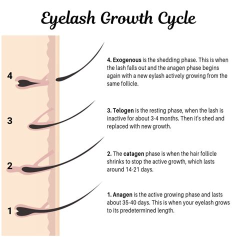 The 5 Best Most Recommended Lash Growth Serums • Ask Bronna