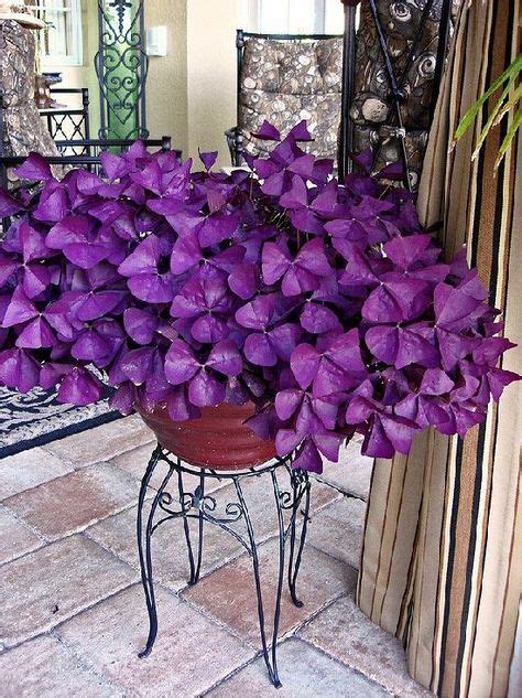 Purple Clover Plant