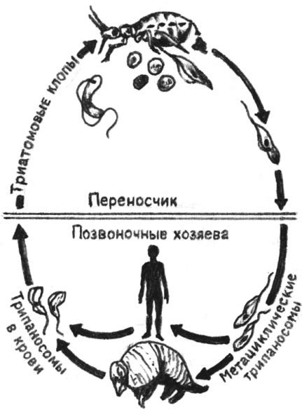 Жизненный цикл трипаносома схема - 93 фото