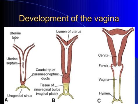 Embryology And Congenital Anomalies Of Female Reproductive System Fo