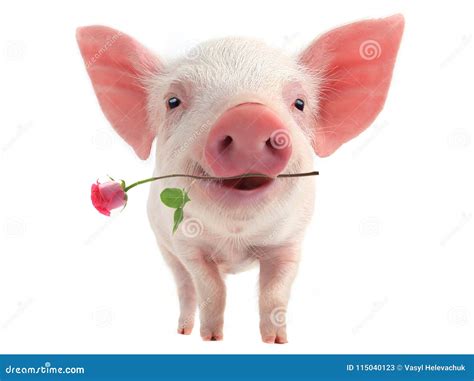 8,330 Smile Pig Photos - Free & Royalty-Free Stock Photos from Dreamstime