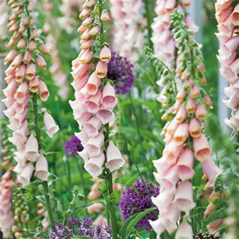 Наперстянка пурпурная Саттон'с Априкот (Digitalis purpurea Sutton's ...
