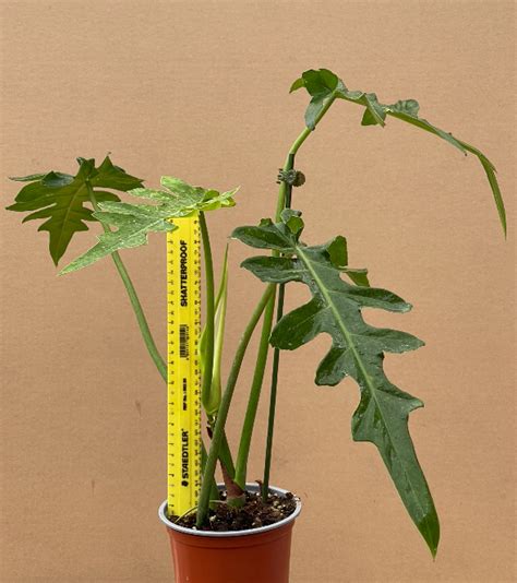 Philodendron Bob Cee Plantae Orchids And Rare Plants