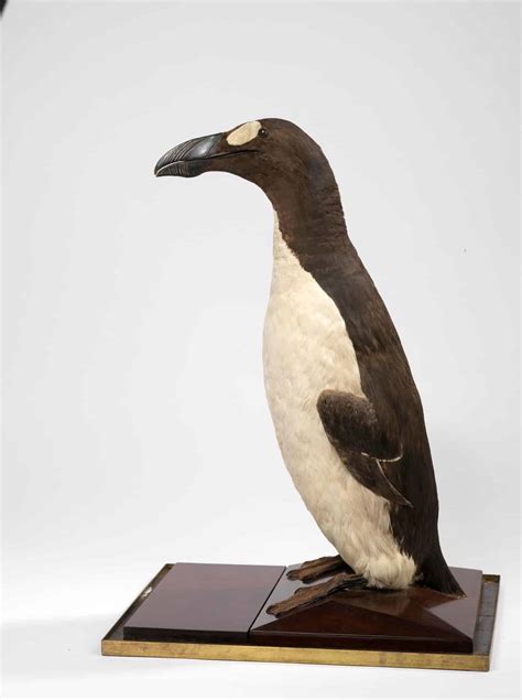 The Mystery Of The Extinct Great Auk