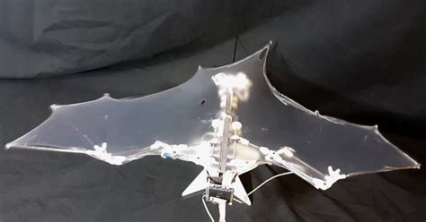 caltech's bat robot stretches its wings