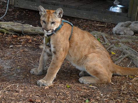 The Endangered Florida Panther - Owlcation