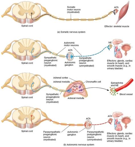 Motor Pathways Nervous System Motor Neuron Pathways In The Somatic