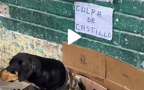 Se Aprovechan De Perro Para Que Le Den Limosna Con Un Letrero Que Dice