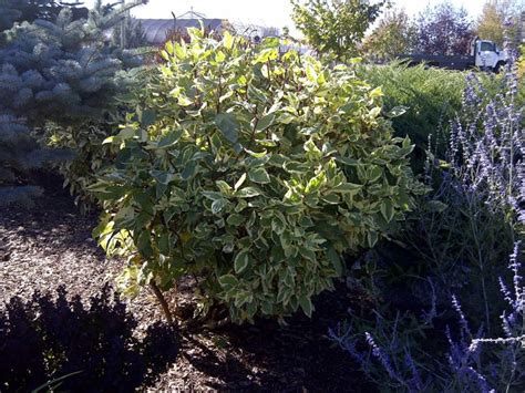 Golden Variegated Dogwood • Kiwi Nurseries Ltd