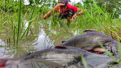 Amazing Village Life Hand Fishing Video Smart Boy Traditional Hand