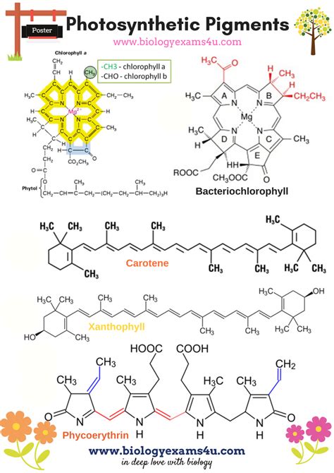 Major Classes Of Photosynthetic Pigments Pdf