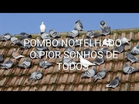 Sonhar pombo no telhado tragédia YouTube