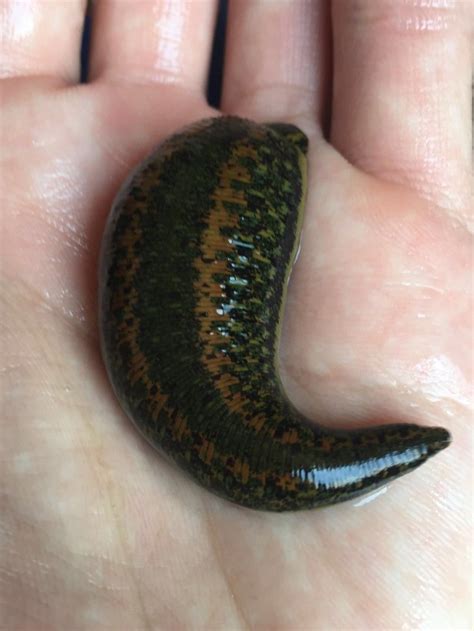 Jumbo Medical Leech Medical Leeches
