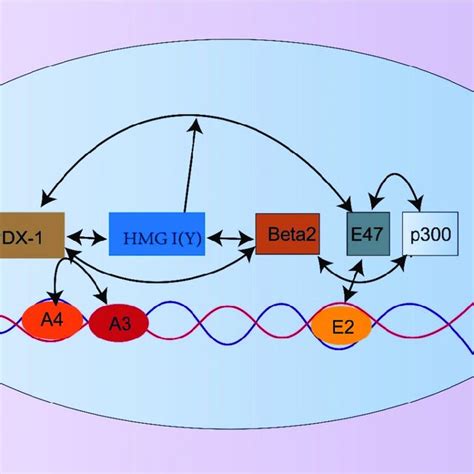 The Regulation Of Insulin Expression Gene And Formation Of Download Scientific Diagram