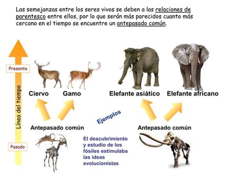 Fijismo Y Precursores Del Evolucionismo Ppt