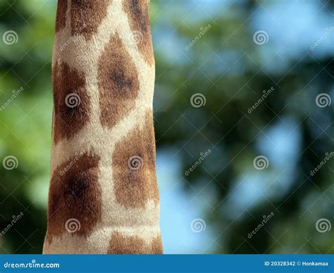 Giraffe Neck Stock Photography Image 20328342