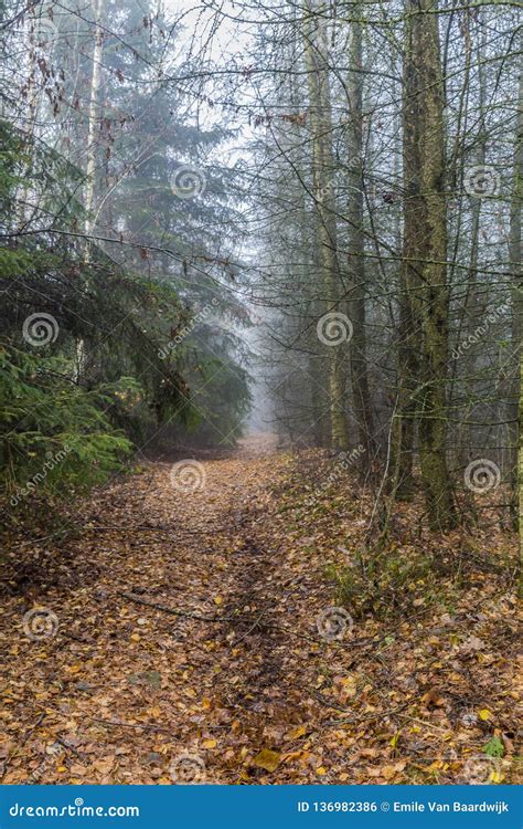 Imagem Bonita De Uma Fuga Na Floresta Coberta Nas Folhas Secas Entre