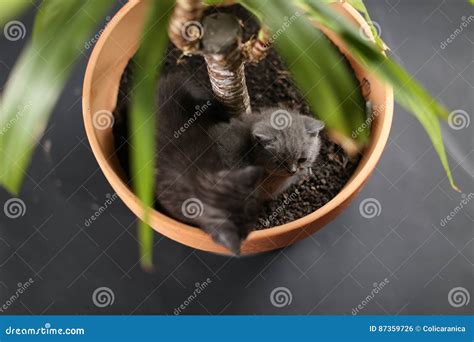 British Shorthair Kittens In A Yucca Plant Pot Stock Photo Image Of