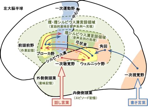 言語 脳科学辞典