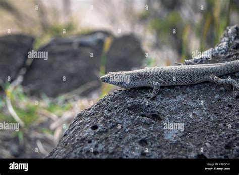 Mabuia Or Noronha Skink Trachylepis Atlantica Fernando De Noronha