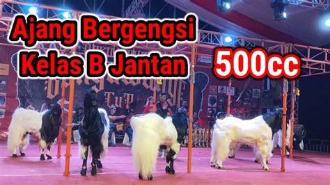 Open Kontes Kambing Pe Ras Kaligesing Banyuwangi Cup Mei Live