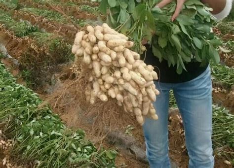 高产花生十大排名（产量超高的花生品种排行榜） 花海建设 长景园林网