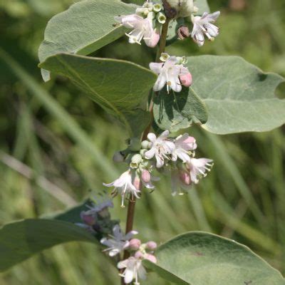 Buckbrush Awes Agroforestry And Woodlot Extension Society Of Alberta