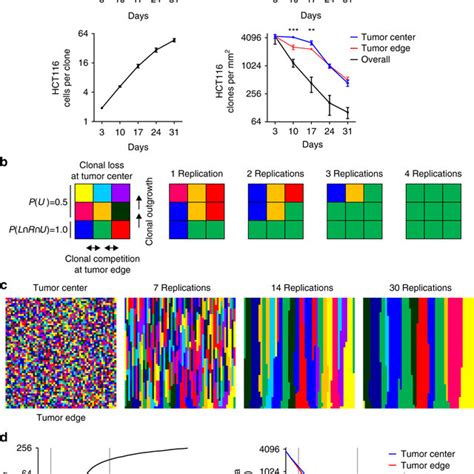 Multicolor Lineage Tracing In Colon Cancer Xenografts A Lentiviral