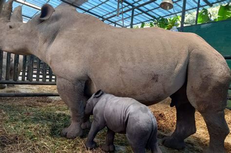 Bayi Badak Putih Afrika Lahir Di Taman Safari Bogor