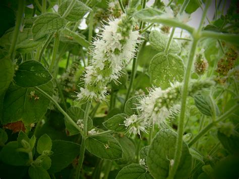 Rarit Ten G Rtnerei Garten Jan Marokko Tiefland Minze Mentha