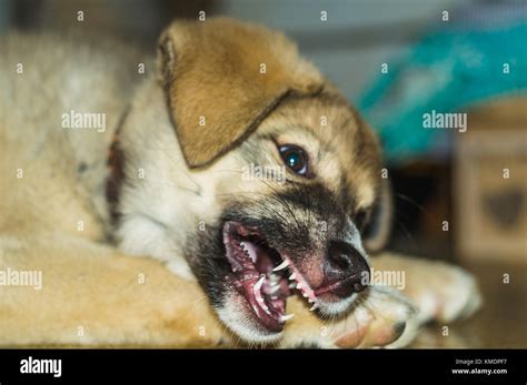 Perrito Molesto Y Enojado Pequeño Perro Enojado Abre Su Boca Fotografía