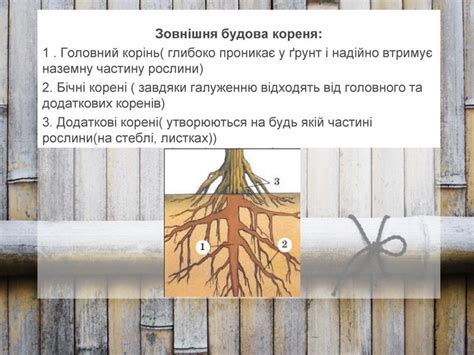 Презентація " Корінь"