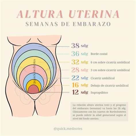 Altura Uterina Quick Mednotes UDocz