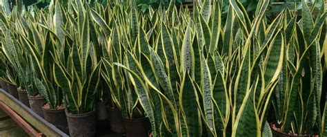 11 Types of Snake Plant Varieties (Sansevieria Varieties with Pictures)