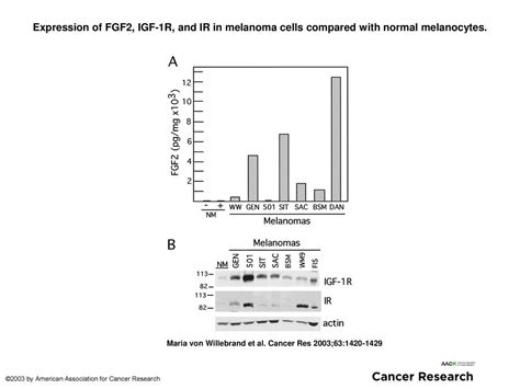 Expression Of Fgf2 Igf 1r And Ir In Melanoma Cells Compared With