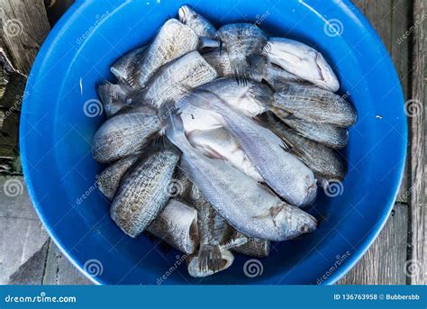 The Plastic Container With Gaps Is Filled With Fresh Fishthailand