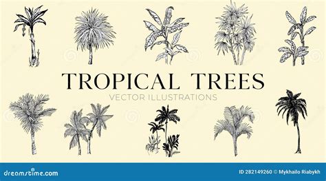 Handdrawn Tropical Trees Illustrations, Jungle Trees Drawing, Tree ...