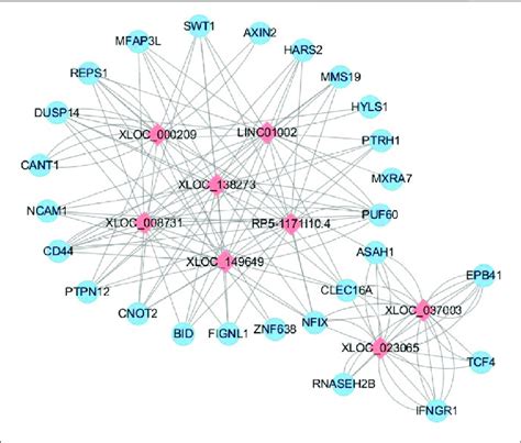 LncRNA MRNA Coexpression Network Differentially Expressed