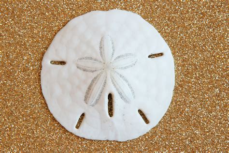 Savor The Taste Of Summer With Homemade Sand Dollar Cookies Medina