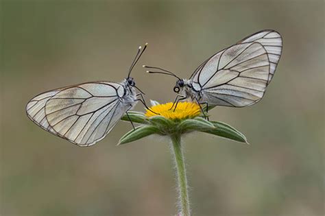 Resolto O Iii Concurso De Fotograf A Da Natureza Da Asociaci N De