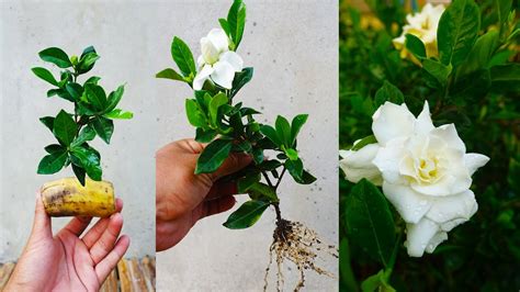 How To Grow Gardenia Plant From Cuttings Easy Way Of Growing Gardenias Youtube