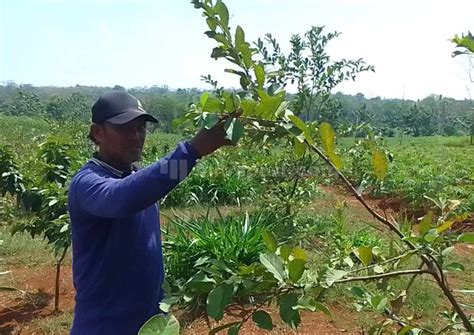 Pupuk Non Subsidi Makin Mahal Petani Buah Di Gembong Maksimalkan Pupuk