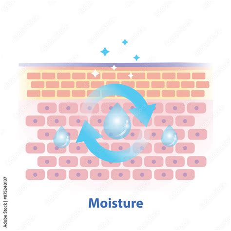 mechanism  skin moisture illustration  white background cross