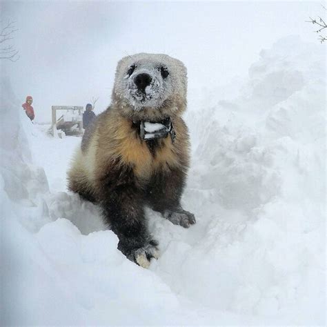 They're Arctic Survivors - WCS.org