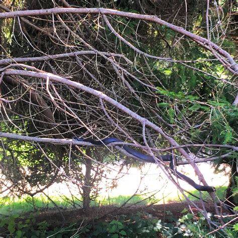 Providing Refuge for Racers - The Trustees of Reservations