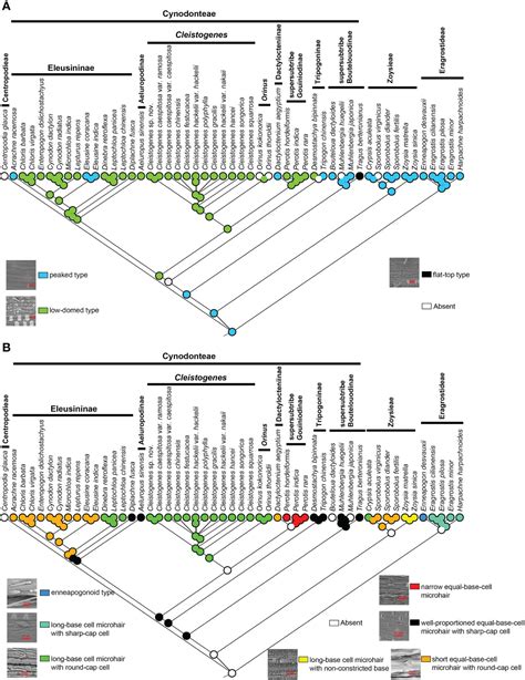 Frontiers Plastid Phylogenomics And Morphological Character Evolution