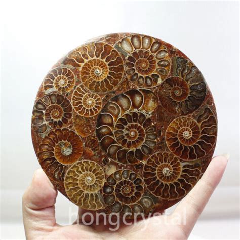 Pc Natural Ammonite Disc Fossil Conch Specimen Reiki Healing Ebay